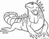 Iguana Iquana Animal Reptile Coloringall Sonrisas Linda sketch template