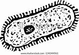 Vector Paramecium Illustration Stock Shutterstock Preview sketch template