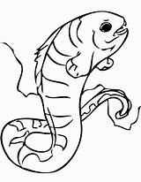 Eel Coloring Pages Electric Moray Wolf Tarantula Getcolorings Kids Getdrawings Popular Library Clipart Colorings sketch template
