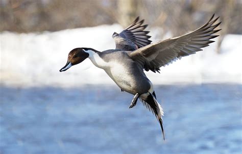 pintail wings