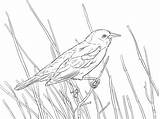 Blackbird Red Coloring Winged Pages Wing Branch Bird Drawing Perched Supercoloring Thrush Colouring Google Printable Draw Main Search Choose Board sketch template