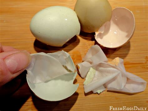egg anatomy whats   eggshell  fresh eggs daily
