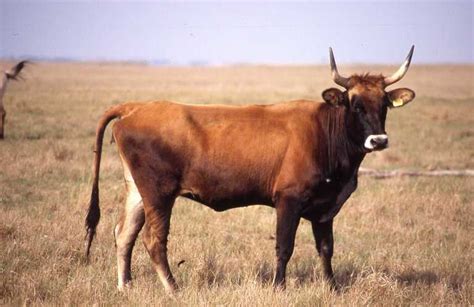 bos taurus bovine