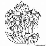 Marguerite Coloriage Fleur Imprimer Colorier Adults Coneflower sketch template