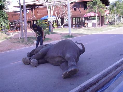 one lazy elephant