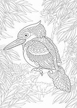 Bird Aboriginal Doodle sketch template