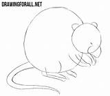 Muskrat Draw Drawingforall Sketch Limbs Ears Tail Volume Eye Short Line Using Some Add sketch template