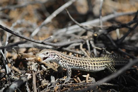 colorado checkered whiptail image eurekalert science news releases