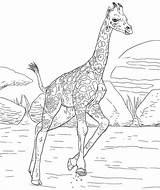 Coloring Pages Older Kids Giraffe Hard Hardest Printables Ever Template sketch template
