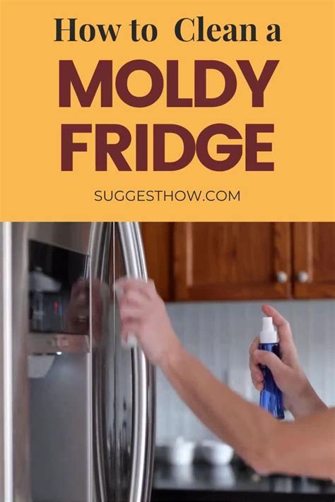 remove mold  fridge moldprotipscom