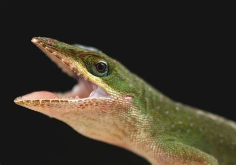 anole google search anole animals reptiles