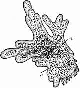 Amoeba Clipart Biology Etc Cellular Large Gif Original Nucleus Usf Edu sketch template