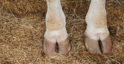 how to prevent foot rot in cattle hoof rot digital dermitis beef magazine