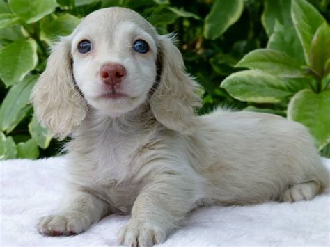 bluedappledachshund ckc reg mini dachshund puppies isabella blue