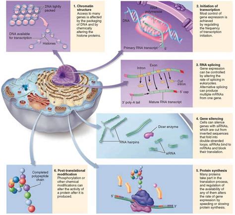 Regulation Of Gene Expression In Eukaryotes