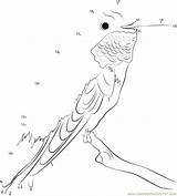 Hummingbird Tailed Broad sketch template