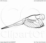 Parrot Flying Outline Coloring Clipart Illustration Royalty Rf Perera Lal Regarding Notes sketch template