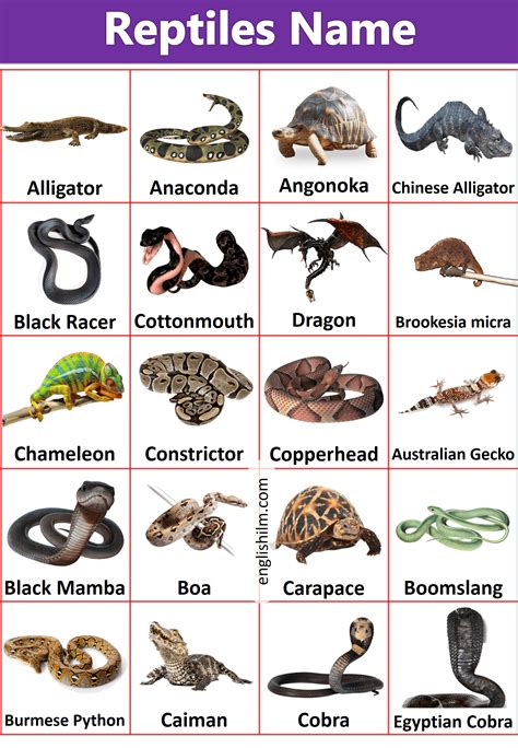 pin  english ilm  pictures vocabulary reptiles reptiles names