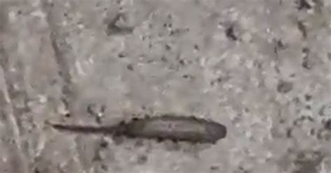 Rat Tailed Maggots Crawling Around Glastonbury Festival Toilets
