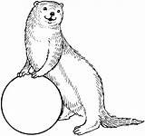 Otter Pages Coloring Sea Colouring Otters Ball sketch template