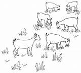 Line Goat Drawing Grazing Goats Herd Colouring Drawings Coloring Sheep Embroidery Maps Pages Flickr sketch template