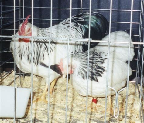 Columbian Rock Bantam Chickens For Sale Cackle Hatchery