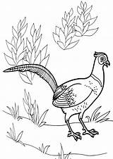 Pheasant Coloring sketch template
