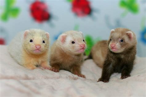 cute ferret      readers digest