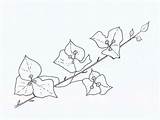 Bougainvillea Coloring Sketch Tropical Flowers sketch template