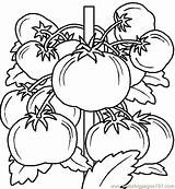 Coloring Vegetables Vegetable Pages Printable Fruits Color Kids Online Fruit Sheets Embroidery Food Designs Colour sketch template