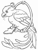 Parot Eating Colouring Coloringpage Ca Pages Parrot Colour Check Category sketch template