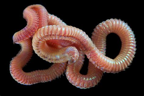 annelid annelid worm beautiful sea creatures