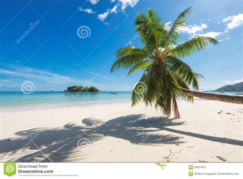 palme auf tropischer insel stockbild bild von romantisch
