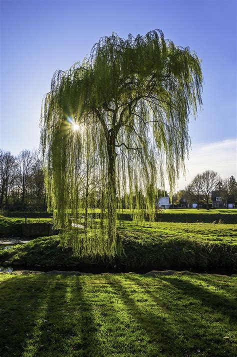 images  weeping willow  pinterest beautiful wisteria  willow tree