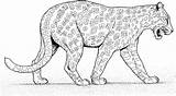 Leopard Colorear Pantera Panther Kleurplaten Ausmalbild Giaguari Giaguaro Onca Cats Kolorowanki Onça Como Boyama Gepardy Leopardy Kleurplaat Caminando Cammina Stampare sketch template