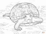 Coloring Turtle Realistic Pages Box Turtles Snapping Ornate Color Drawing Alligator Printable Kids Terrapin Life sketch template