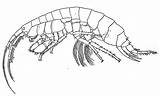Gammarus Amphipods Drawing Refs Links sketch template