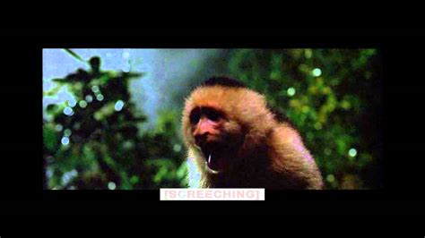 anaconda capuchin monkey scene youtube