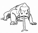 Komodo Dragon Coloring Pages Tongue Drawing Clipart Color Printable Print Getdrawings Getcolorings Library Popular Coloringhome Related sketch template