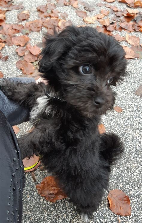 black maltese poodle puppy lsanpiero