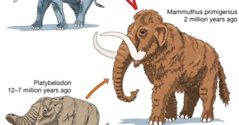 elephant evolution elephant pinterest evolution