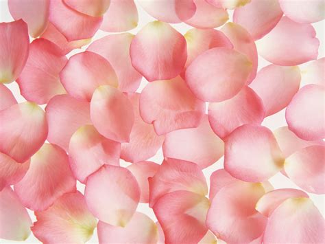 pink rose petal picture   images  clkercom vector clip art