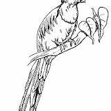 Quetzal Colorear Quetzales Aves Utililidad Aporta Aprender Deseo Pueda sketch template