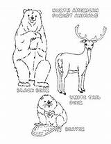 North Animals Colouring American Pages Followers sketch template