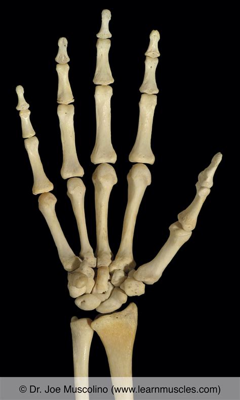 carpals bones