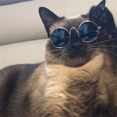 Coolly Delivered Sadistic Warning Cat Wearing Glasses Cat Aesthetic