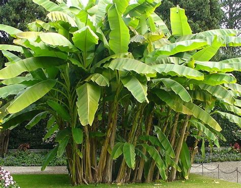growing   banana tree  banana plant hubpages