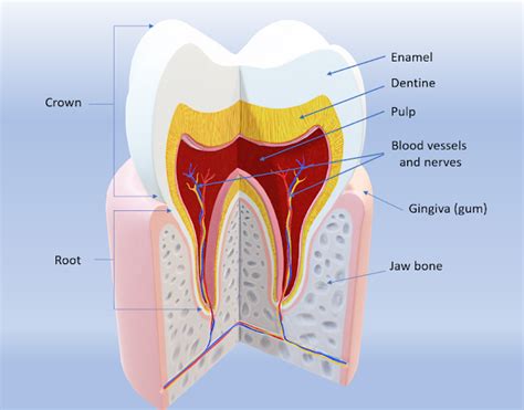 basic knowledge  oral cavity identifying  avoiding oral diseases