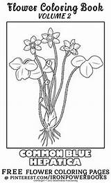 Coloring Pages Flower Book Vintage Hepatica Common Printable Botanical Volume Beauty Adult sketch template