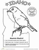 State Idaho Bird Coloring Pages Mountain Birds Bluebird Worksheets Choose Board Worksheet Blue Printable sketch template